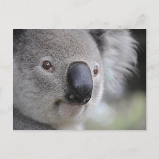 Carte postale photo de fermeture Koala (Devant)