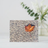 CARTE POSTALE PHOTO DE FEUILLE D'AUTOMNE (Debout devant)