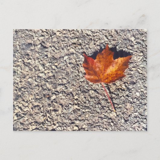 CARTE POSTALE PHOTO DE FEUILLE D'AUTOMNE (Devant)