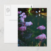 Carte postale photo de flamants roses (Devant / Derrière)