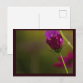Carte postale photo de fleur (Devant / Derrière)