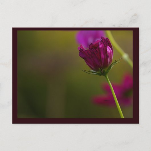 Carte postale photo de fleur (Devant)