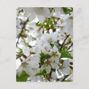 Carte Postale Photo de fleur blanche élégante