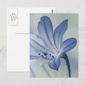 Carte Postale Photo de fleur bleue fraîche (Devant / Derrière)
