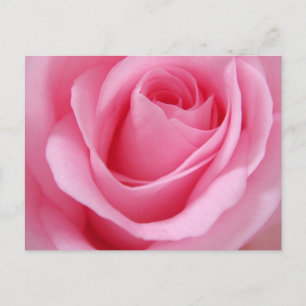 Carte Postale Photo de fleur de rose rose de près