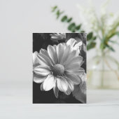 Carte Postale Photo de fleur noire et blanche (Debout devant)