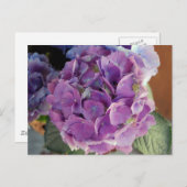 Carte Postale Photo de fleurs florales d'Hydrangea (Devant / Derrière)