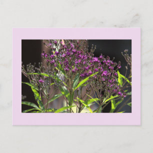 Carte postale photo de fleurs sauvages violettes