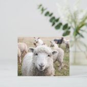 Carte Postale Photo de fond blanc mignon (Debout devant)