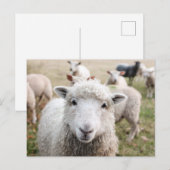 Carte Postale Photo de fond blanc mignon (Devant / Derrière)