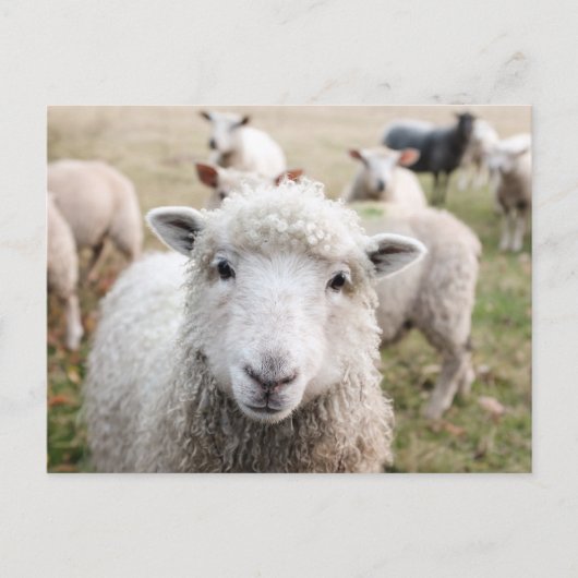 Carte Postale Photo de fond blanc mignon (Devant)