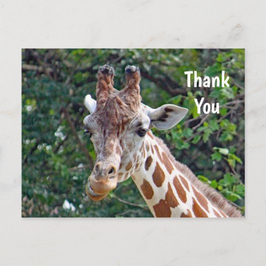 Carte Postale Photo de girafe de la faune Merci (Devant)