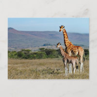 Photo de girafe de la faune mère et bébé