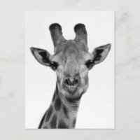 Photo de girafe noir et blanc