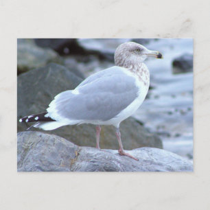 Carte postale photo de goéland