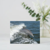 carte postale photo de grand dauphin (Debout devant)