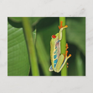 Carte Postale Photo de grenouille arborescente