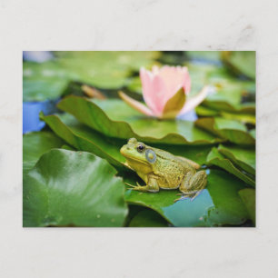 Carte Postale Photo de grenouille mignonne sur nénuphar