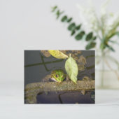 Carte Postale Photo de grenouille observant (Debout devant)
