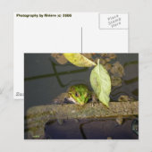 Carte Postale Photo de grenouille observant (Devant / Derrière)