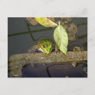 Carte Postale Photo de grenouille observant