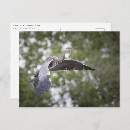 Carte Postale Photo de Grey Heron Nature (Devant / Derrière)
