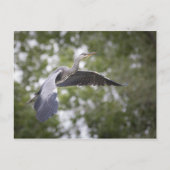 Carte Postale Photo de Grey Heron Nature (Devant)