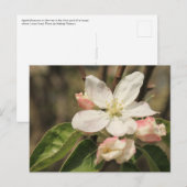 Carte Postale Photo de gros plan Apple Blossom à Sunshine (Devant / Derrière)