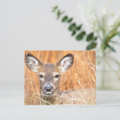 Carte Postale Photo de gros plan de cerfs à queue blanche (Debout devant)