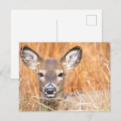 Carte Postale Photo de gros plan de cerfs à queue blanche (Devant / Derrière)