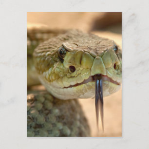 Carte Postale Photo de gros plan de serpent à sonnette