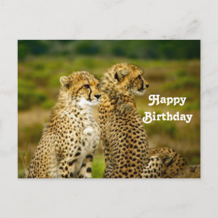 Carte Postale Photo de guépard sauvage pour anniversaire