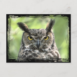Carte Postale Photo de hibou