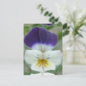 Carte Postale Photo de Johnny Jump-up Flower Pic (Debout devant)