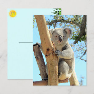 Carte Postale Photo de Koala - Australian Wildlife Photography