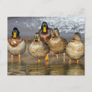 Carte Postale Photo de la faune de Mallard Ducks