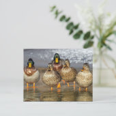 Carte Postale Photo de la faune de Mallard Ducks (Debout devant)