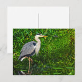 Carte Postale Photo de la faune du Grand Héron Bleu (Devant / Derrière)