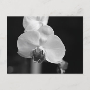 Carte Postale Photo de la Fleur d'orchidée noire et blanche