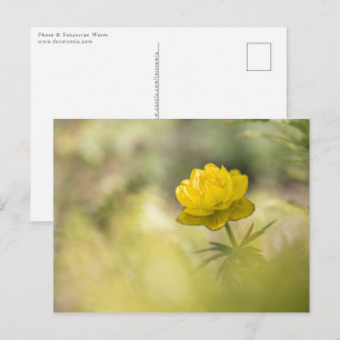 Carte Postale Photo de la Fleur Jaune