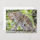 Carte Postale Photo de la jungle léopard de la faune (Devant / Derrière)