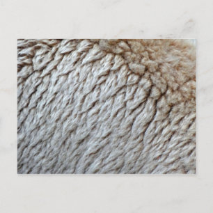 Carte Postale Photo de la laine de mouton abstraite de la nature