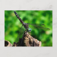 Carte postale Photo de la Macrographie de la libel