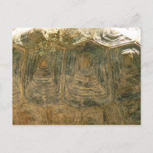 Carte Postale Photo de la nature abstraite de coquille de tortue