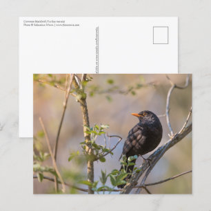 Carte Postale Photo de la nature de Blackbird