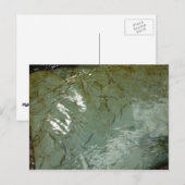 Carte Postale Photo de la nature de dalles rocheuses couvertes d (Devant / Derrière)