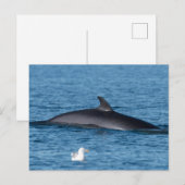 Carte postale photo de la nature de la baleine de  (Devant / Derrière)