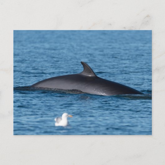 Carte postale photo de la nature de la baleine de  (Devant)