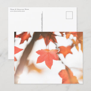 Carte Postale Photo de la nature de la feuille d'automne