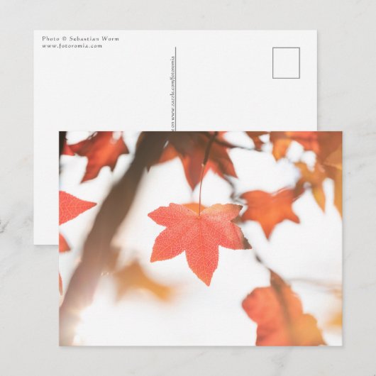 Carte Postale Photo de la nature de la feuille d'automne (Devant / Derrière)